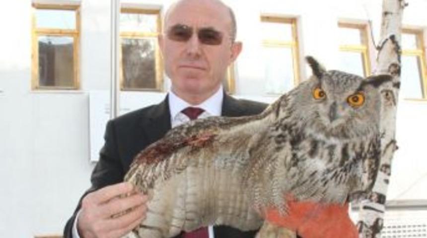 Yaralı Puhu Kuşu Tedavi Altına Alındı