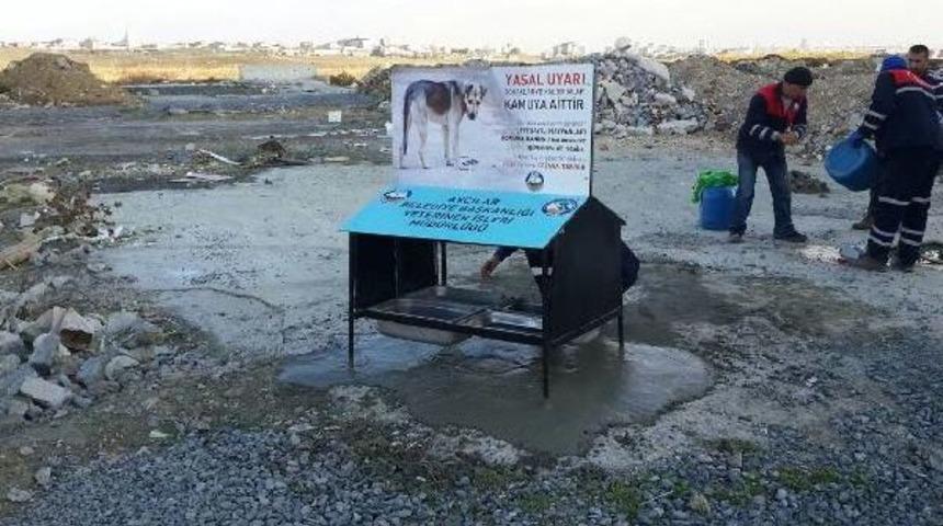 Atık Malzemeler Sokak Hayvanları I&ccedil;in Su Ve Yem Istasyonu Oldu