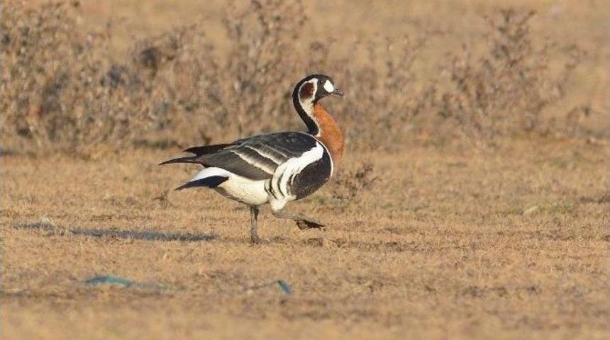 Sibirya Kazı Vuran Avcılara Ceza