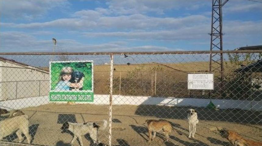 Sokak Hayvanlarına &Ouml;zel İlgi