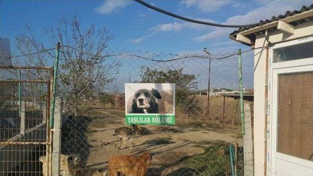 Sokak Hayvanlarına Özel İlgi