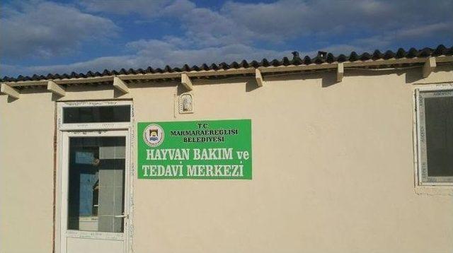 Sokak Hayvanlarına Özel İlgi