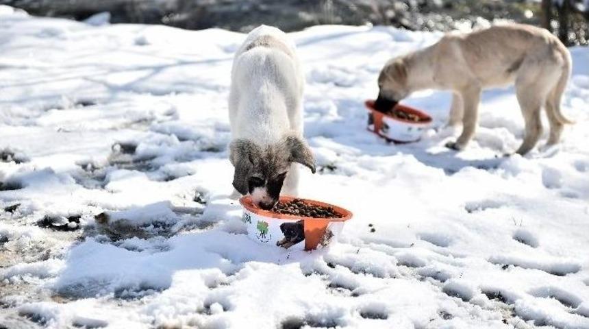 Şefkat Eli Sokak Hayvanlarına Da Uzanıyor