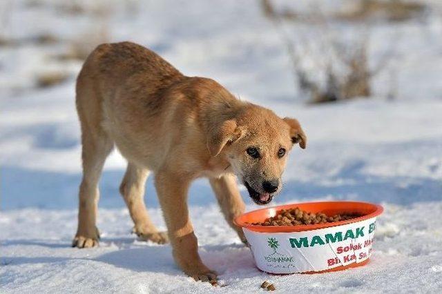 Şefkat Eli Sokak Hayvanlarına Da Uzanıyor