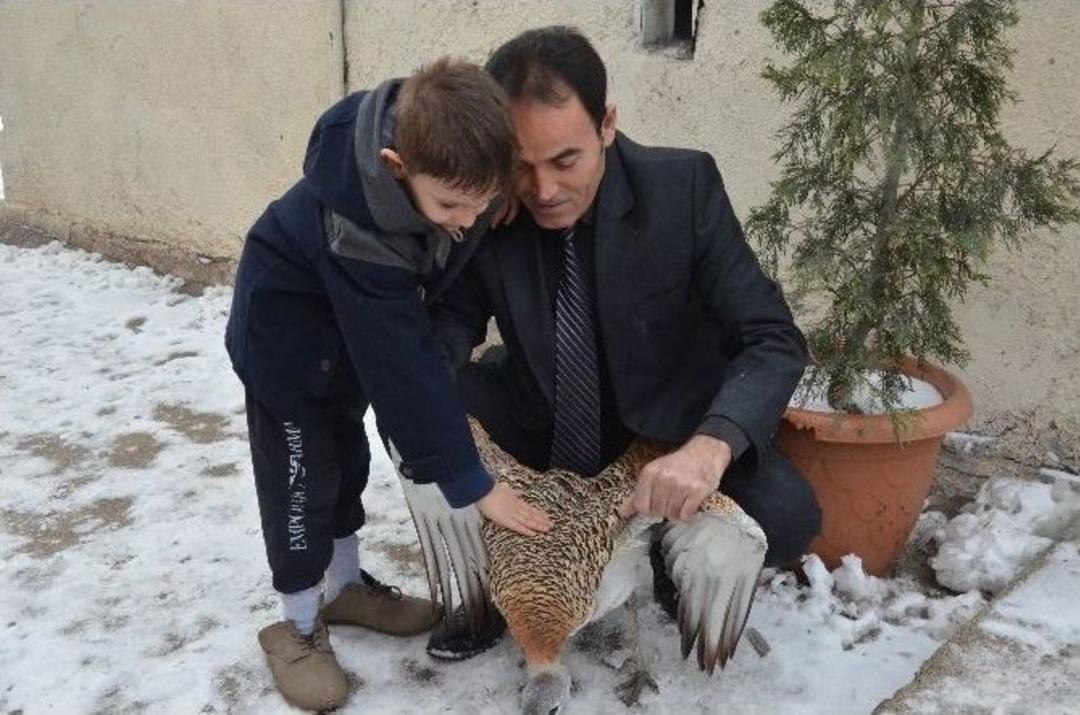 (&ouml;zel Haber) Nesli Tehlike Altındaki Kuş Yaralı Olarak Bulundu