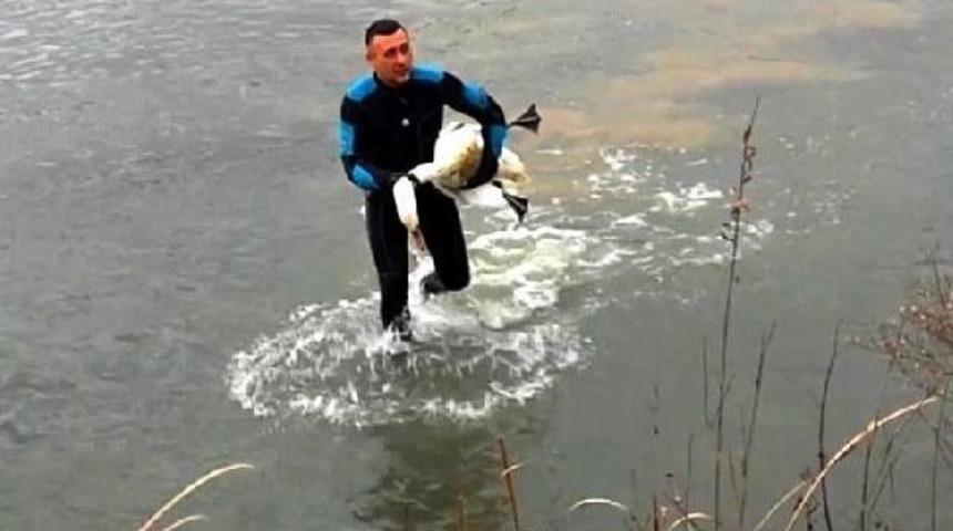 Avcıların Vurduğu Kuğu Kurtarılamadı