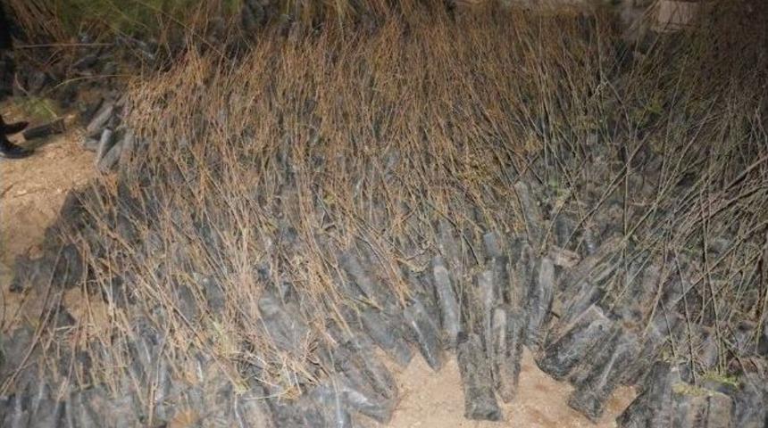 Viranşehir İl&ccedil;e Tarım&rsquo;dan &Uuml;cretsiz Fidan Dağıtımı