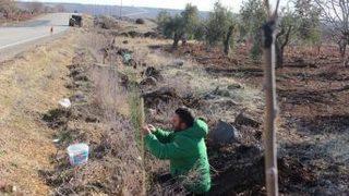 Kilis Yollarına 13 Bin Fidan Dikildi