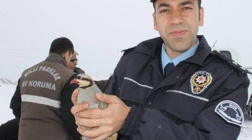 15 Kınalı Kekliği Satamadan Yakalandı