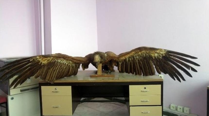 Tunceli&rsquo;de Bulunan Kara Akbaba Tedavi Altına Alındı