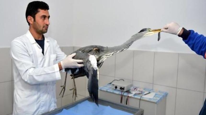 Yaralı Balık&ccedil;ıl Tedaviye Alındı