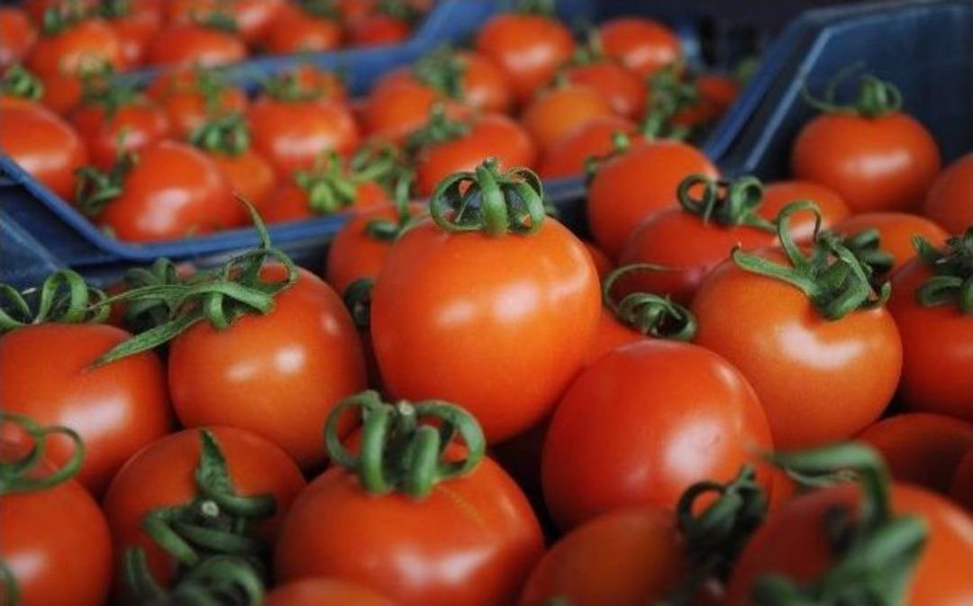 Domatesin Fiyatı Y&uuml;zde Y&uuml;z Arttı