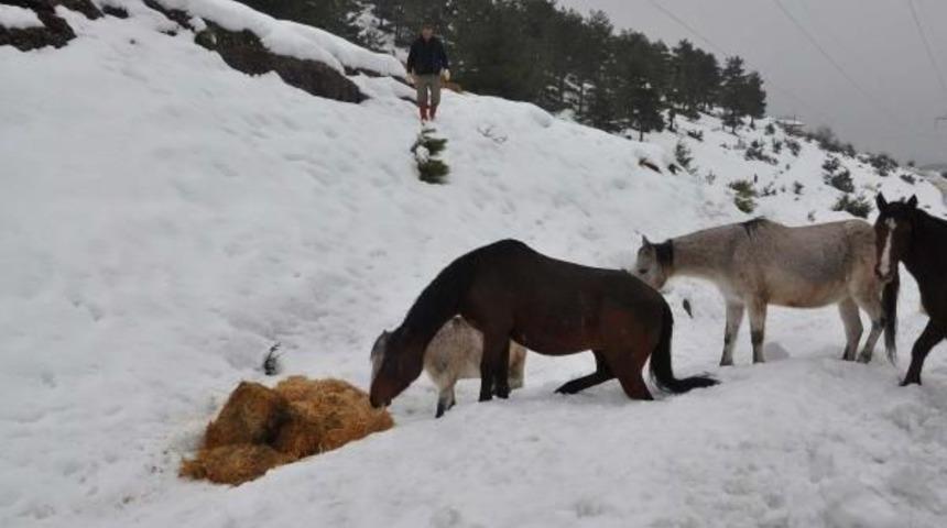 Tarsus'ta Yaban Hayatı I&ccedil;in Doğaya Yem Bırakıldı