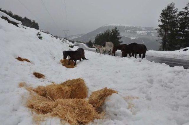 Tarsus'ta Yaban Hayatı Için Doğaya Yem Bırakıldı