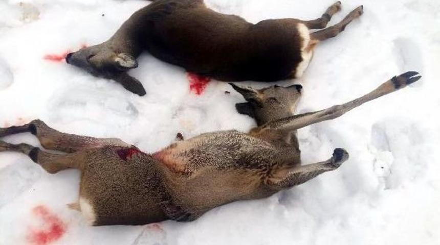 Karaca Vuran 2 Avcıya G&ouml;zaltı