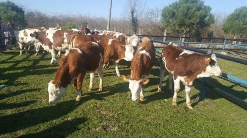 Samsun&rsquo;da 239 Gen&ccedil; &Ccedil;ift&ccedil;i Hibe Aldı