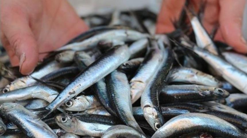 Karadeniz&rsquo;de Oluşan Akıntı Balık Fiyatlarını Arttırdı