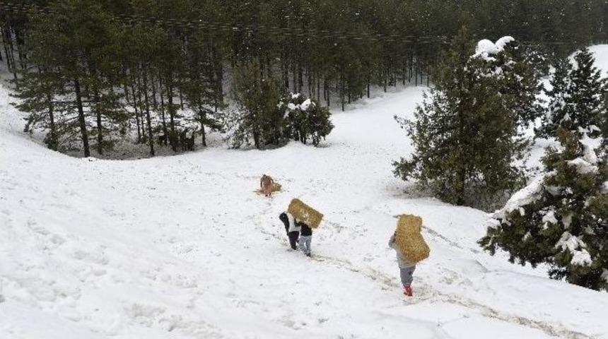 B&uuml;y&uuml;kşehir Belediyesi, Yaban Hayvanları İ&ccedil;in Doğaya Yem Bıraktı
