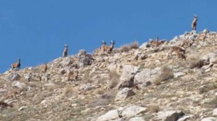 Niğde&rsquo;de Yaban Ke&ccedil;isi Sayısı Arttı