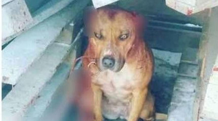 K&ouml;peğe Eziyete 2 Bin 121 Tl Para Cezası