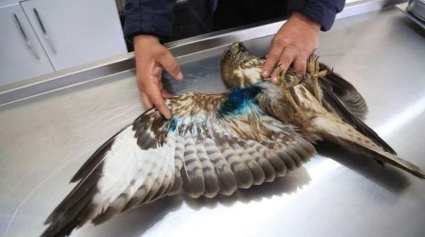 Milas&rsquo;ta Ender G&ouml;r&uuml;len Şahin T&uuml;r&uuml; Koruma Altına Alındı