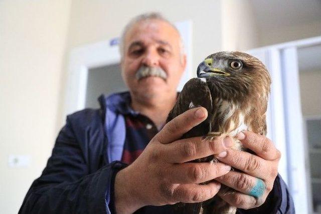 Milas’ta Ender Görülen Şahin Türü Koruma Altına Alındı