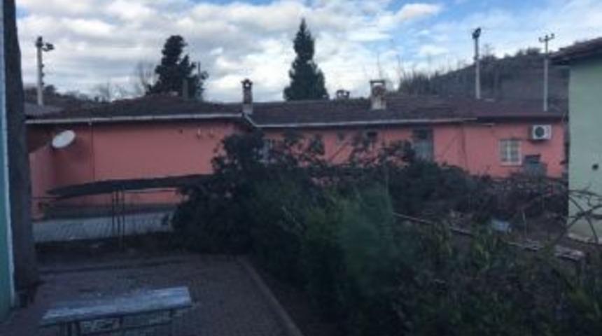 Okul Yakınına Devrilen Ağa&ccedil; Korkuttu