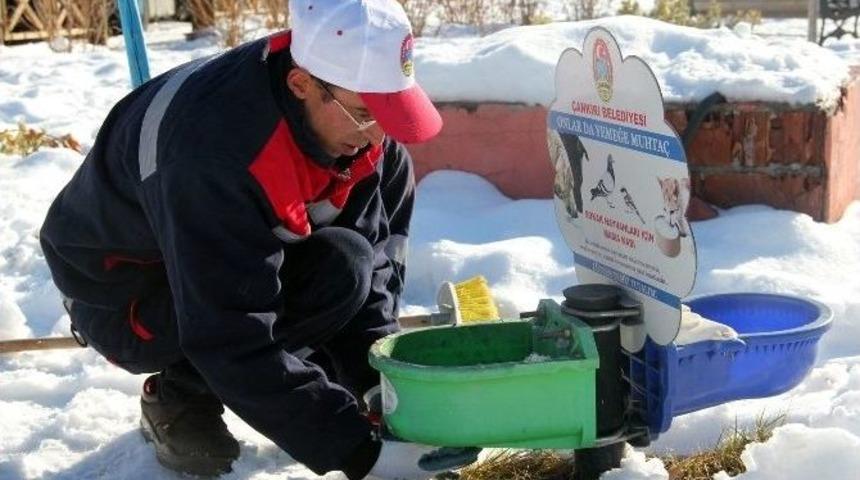 &Ccedil;ankırı&rsquo;da Sokak Hayvanları A&ccedil; Ve Susuz Kalmıyor