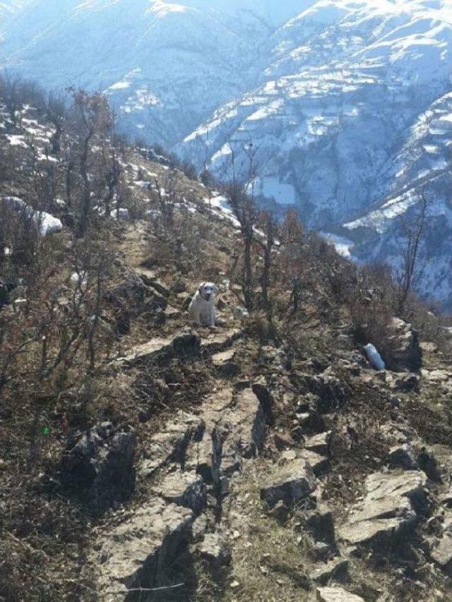 Bitlis’Te El Yapımı Patlayıcı Bulundu