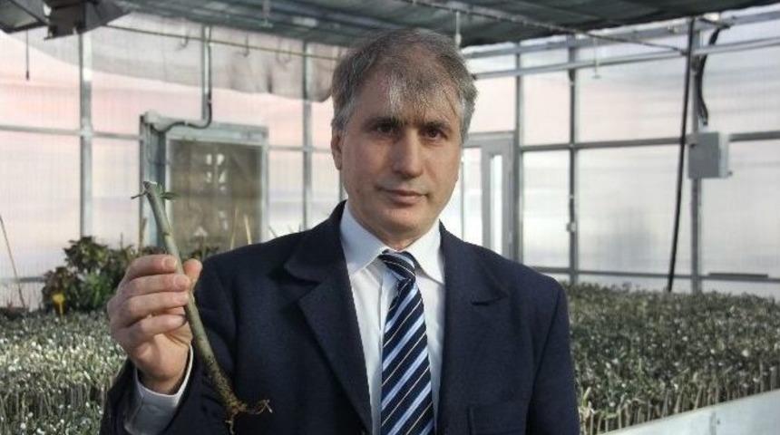 Artvin Ekonomisi Butko Zeytini İle Yeniden Canlanacak