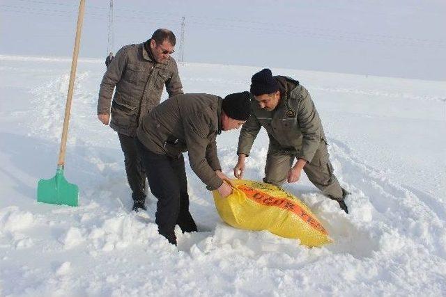 Muş’ta Yaban Hayvanları İçin Doğaya Yem Bırakıldı