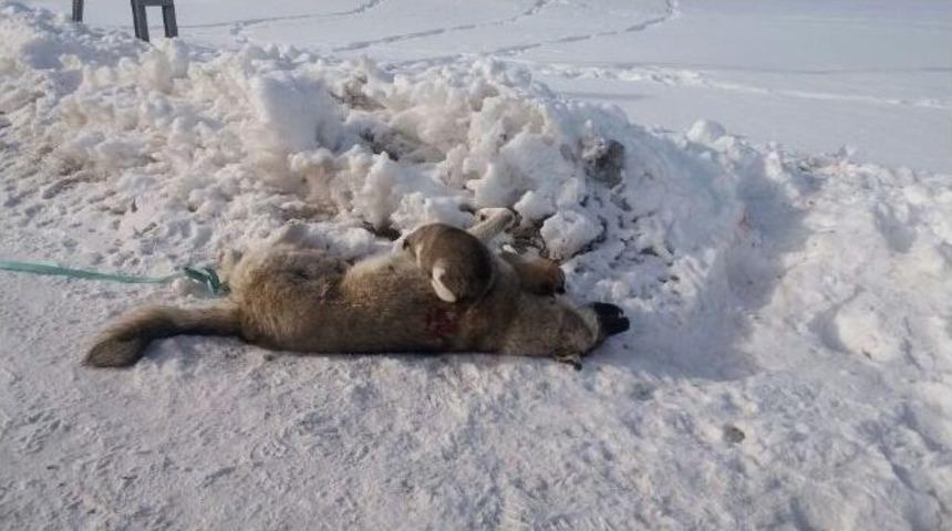 Anneleri &Ouml;len Yavru K&ouml;peklere Sıcak Yuva