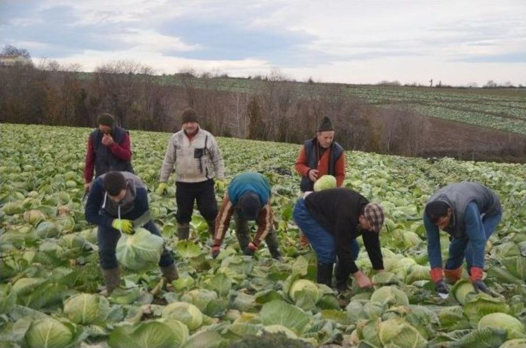 Kışlık Sebze &Uuml;reticileri Raftaki Fiyatlardan Şikayet&ccedil;i