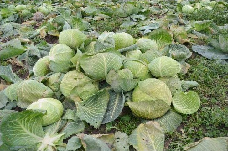 Kışlık Sebze Üreticileri Raftaki Fiyatlardan Şikayetçi G1