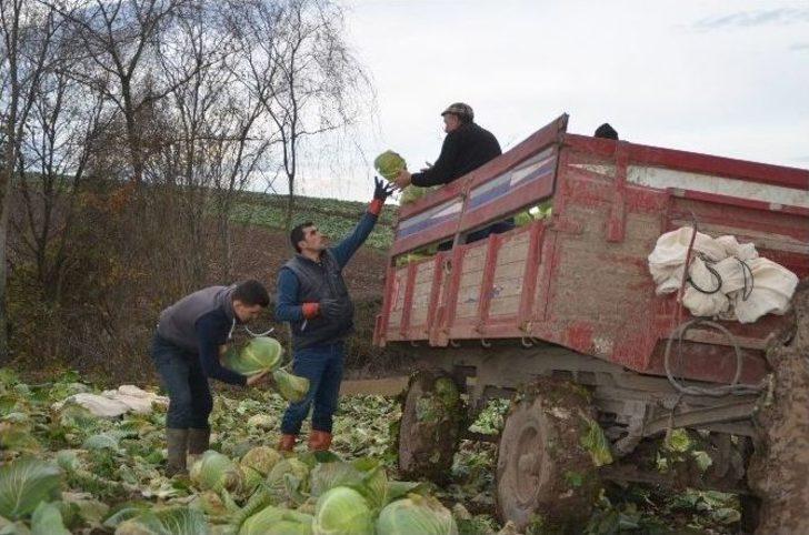 Kışlık Sebze Üreticileri Raftaki Fiyatlardan Şikayetçi G2