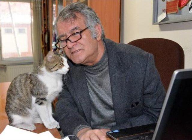 Fakültedeki 3 Kedi 40 Kilometre Uzağa Bırakıldı 1