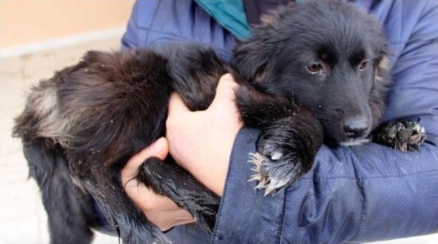 Minik Garip&rsquo;e Yuva Aranıyor