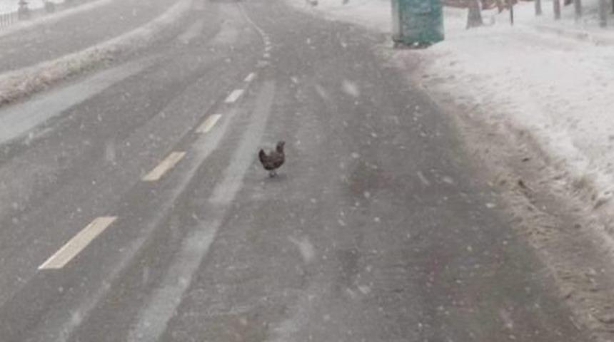 İett Şof&ouml;r&uuml; Karda Cadde Ortasında Gezinen Tavuğu Kurtardı