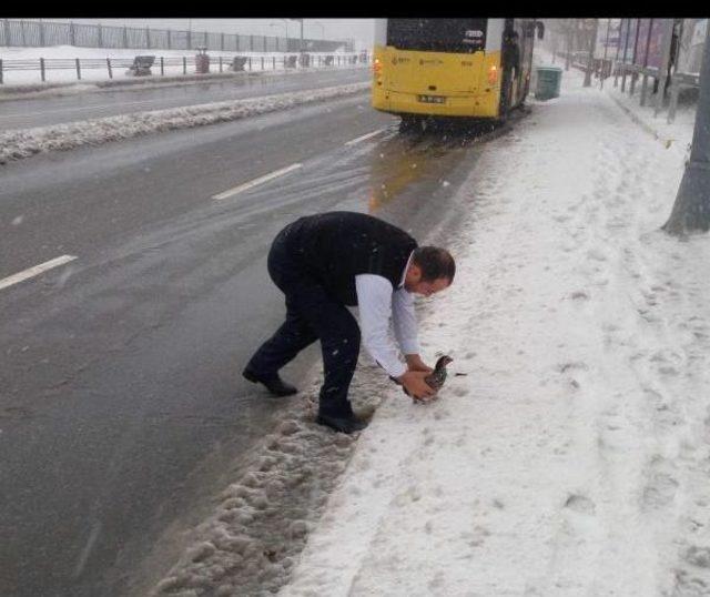 İett Şoförü Karda Cadde Ortasında Gezinen Tavuğu Kurtardı