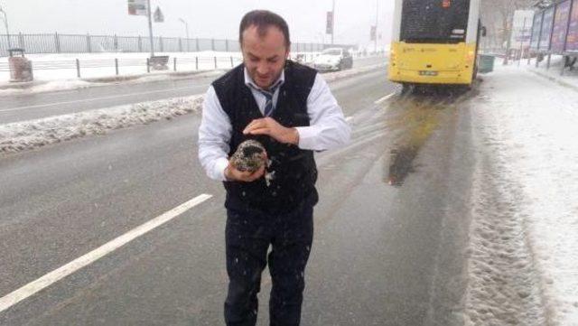 İett Şoförü Karda Cadde Ortasında Gezinen Tavuğu Kurtardı