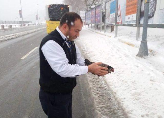 İett Şoförü Karda Cadde Ortasında Gezinen Tavuğu Kurtardı