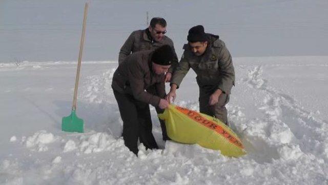 Yaban Hayata Yiyecek Bıraktılar