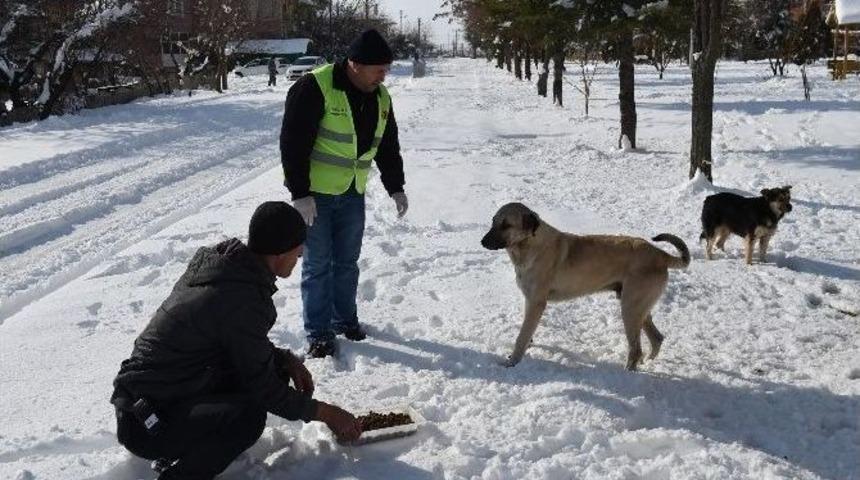 Uşak&rsquo;ta Sokak Hayvanları Unutulmadı