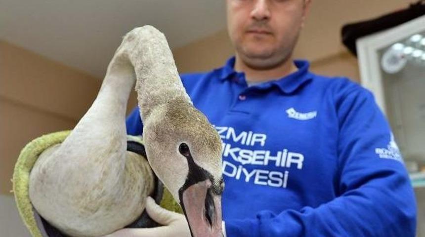 Yorgun D&uuml;şen Beyaz Kuğu İzmir Doğal Yaşam Parkı'na Indi