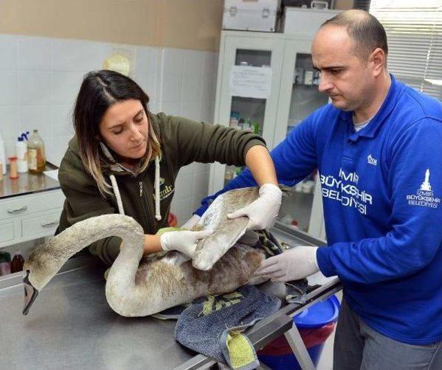 Yorgun D&uuml;şen Beyaz Kuğu İzmir Doğal Yaşam Parkı na Indi 1