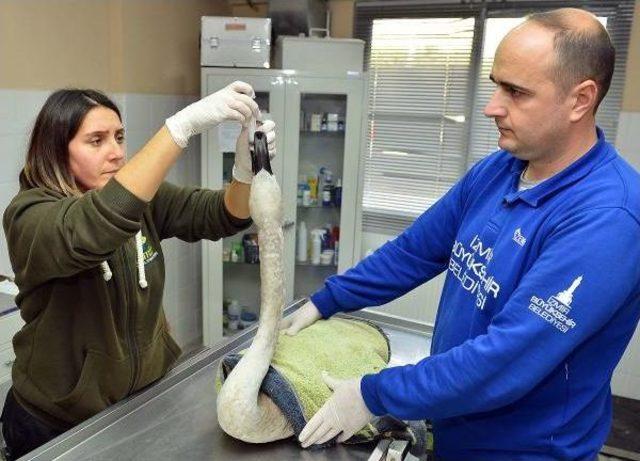 Yorgun D&uuml;şen Beyaz Kuğu İzmir Doğal Yaşam Parkı na Indi 2