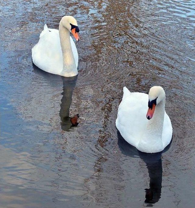 Yorgun D&uuml;şen Beyaz Kuğu İzmir Doğal Yaşam Parkı na Indi 3