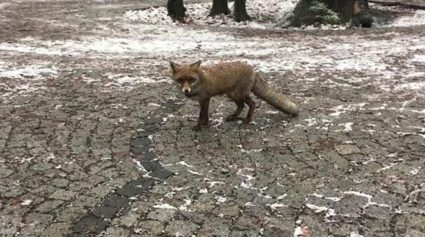 (&ouml;zel Haber) İstanbul&rsquo;da Karda A&ccedil; Kalan Tilki Vatandaşın Yanına Geldi