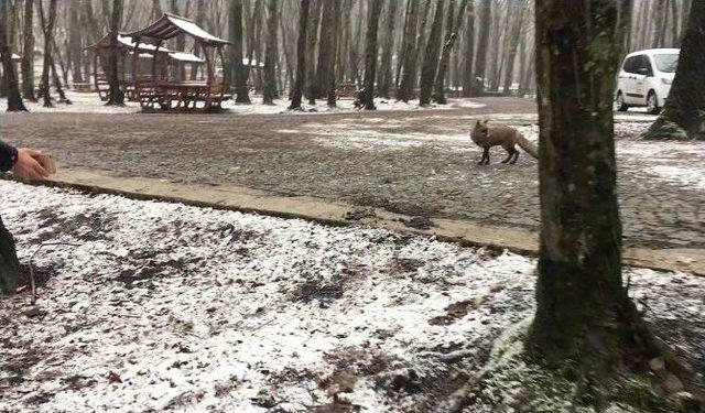 (özel Haber) İstanbul’da Karda Aç Kalan Tilki Vatandaşın Yanına Geldi