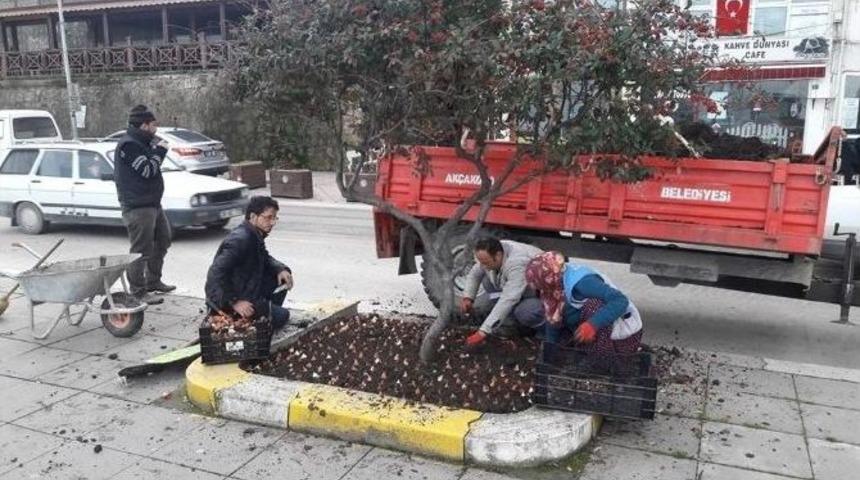 Ak&ccedil;akoca Baharı Lalelerle Karşılayacak